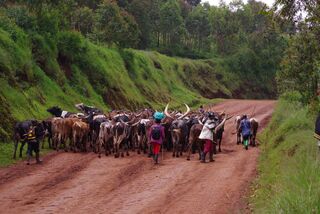 Viehherde auf dem Weg zum Feld