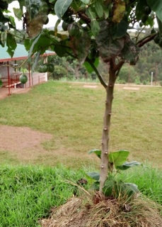 Ein neu gepflanzeter Baum am Straßenrand